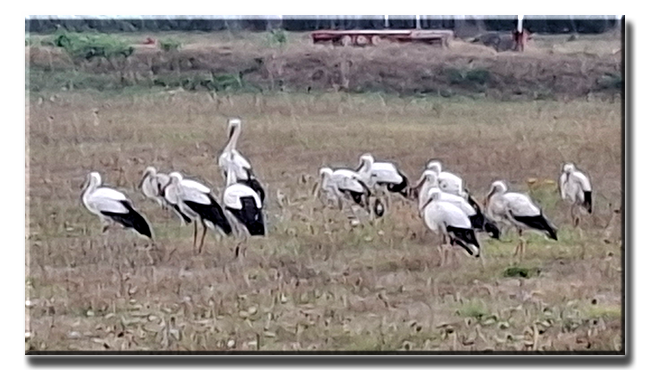 Cigognes