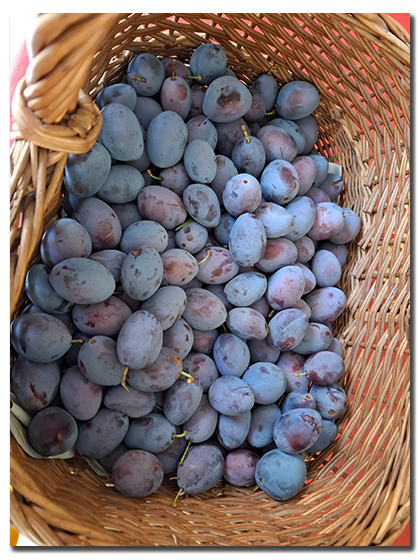 Prunes